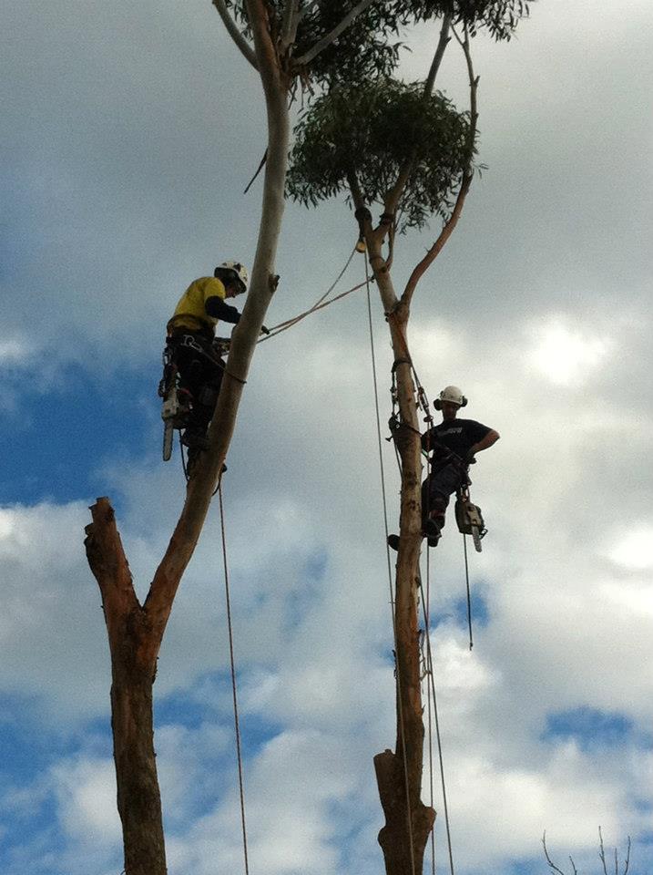Large Tree Removal In Mt Eliza Tree Service