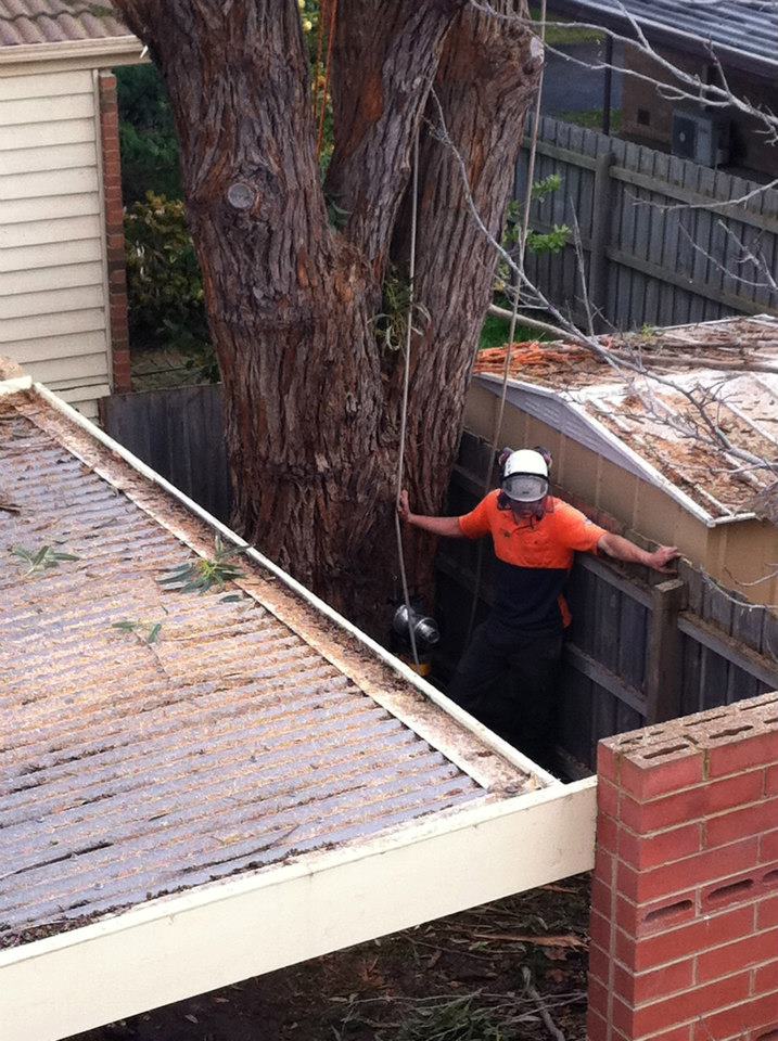 Do You Need A Council Permit? Tree Removal Mt Eliza